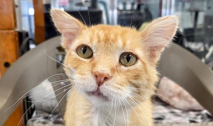 Spalding the orange tabby cat